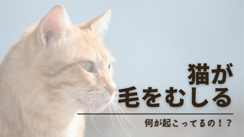 猫が自分の毛をむしる行為には理由があった!4つの原因と対策で治った事例を紹介! | ノアルブログ