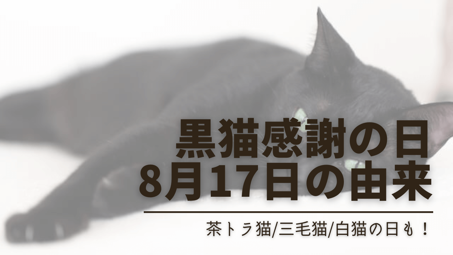 【黒猫感謝の日】8月17日になった由来とは？茶トラ猫/三毛猫/白猫の日も！