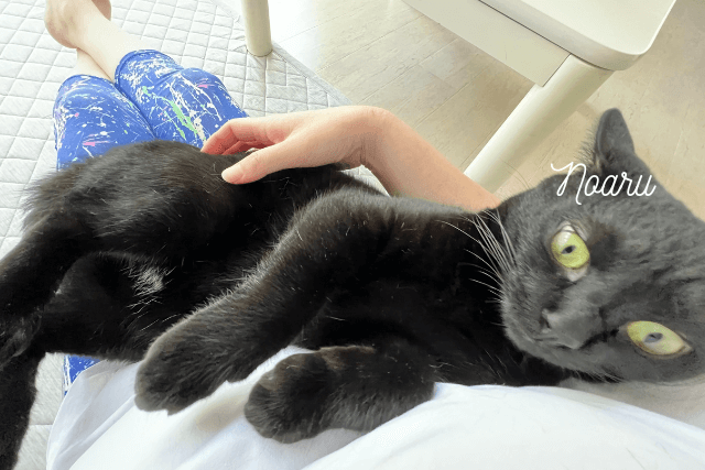 間違った掃除で悪化する!猫の嘔吐物のNG対応例3つ