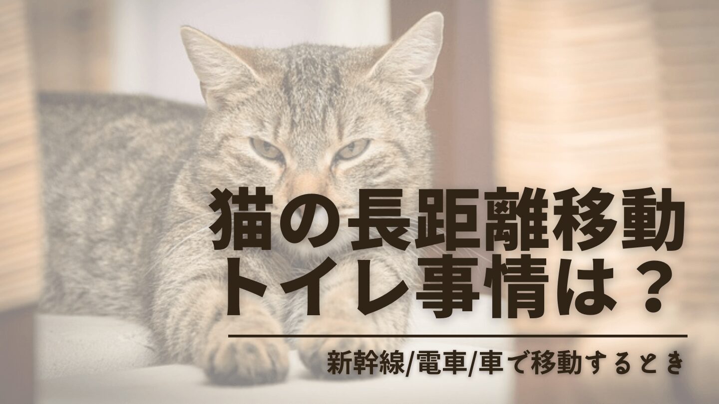 猫の長距離移動中のトイレはどうする？新幹線/電車で気をつけたい６つの注意点