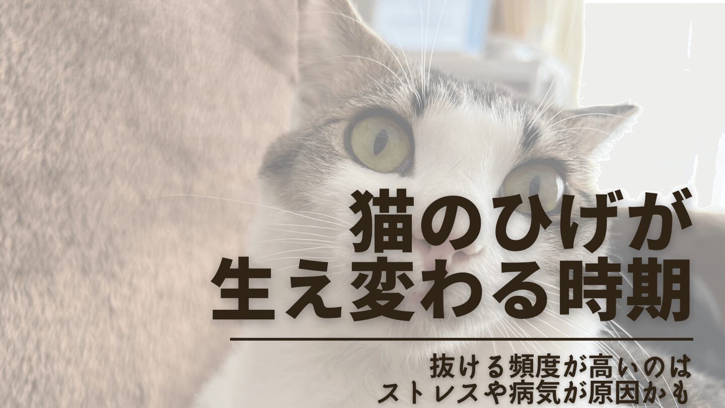 猫ひげが生え変わる時期はいつ？抜ける頻度が高いとストレスや病気でヤバいかも！