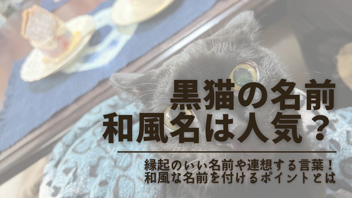 【黒猫の名前】和風名でおすすめは68種！おしゃれ/面白い言葉や縁起のいい名前も