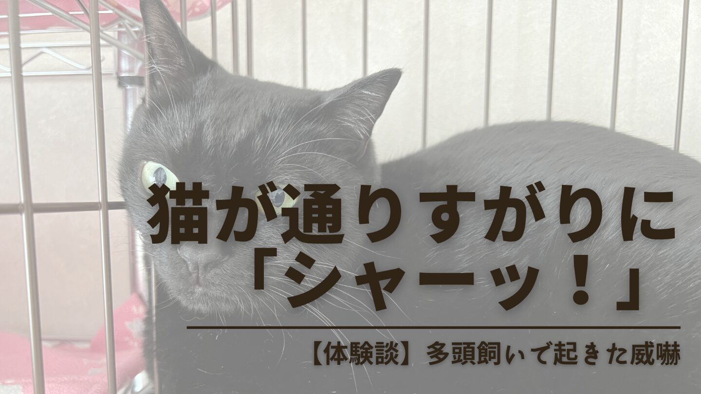 【体験談】猫が通りすがりに他の子へシャーッ！多頭飼いで起きた威嚇の原因と対策5つ