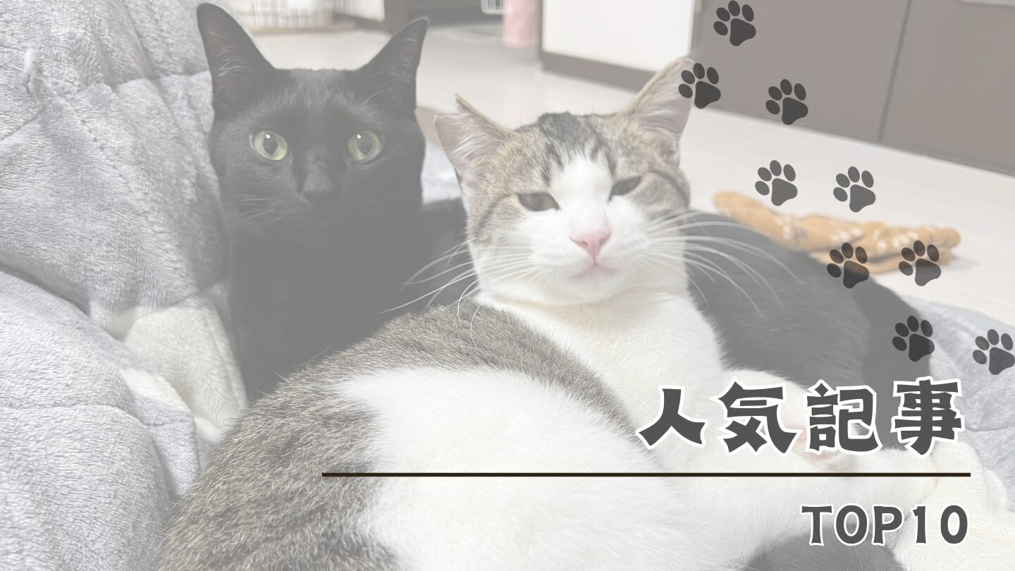 人気の記事10