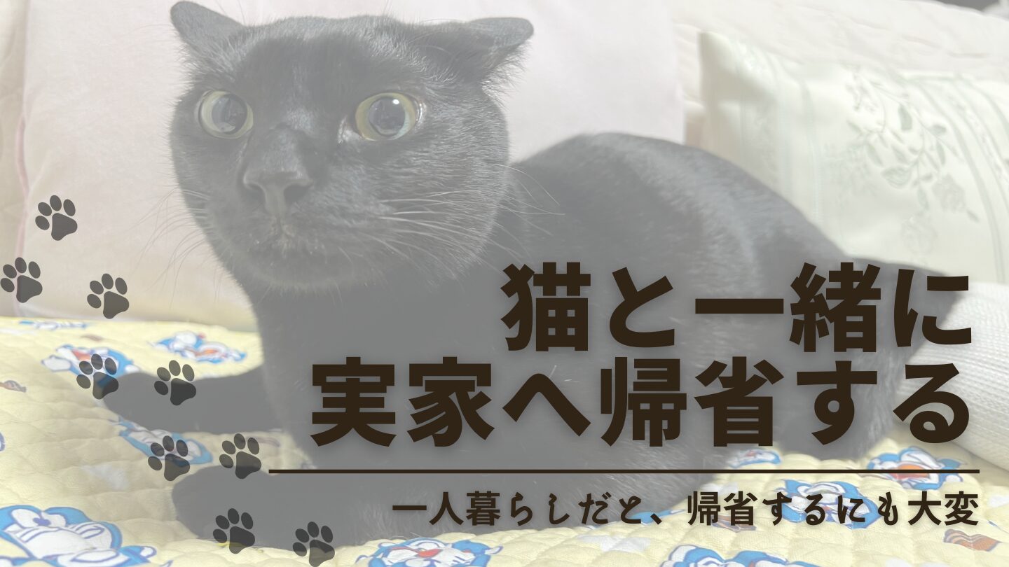【一人暮らし必見】猫と実家に帰省する方法は？安全で快適に行き来するための完全ガイド