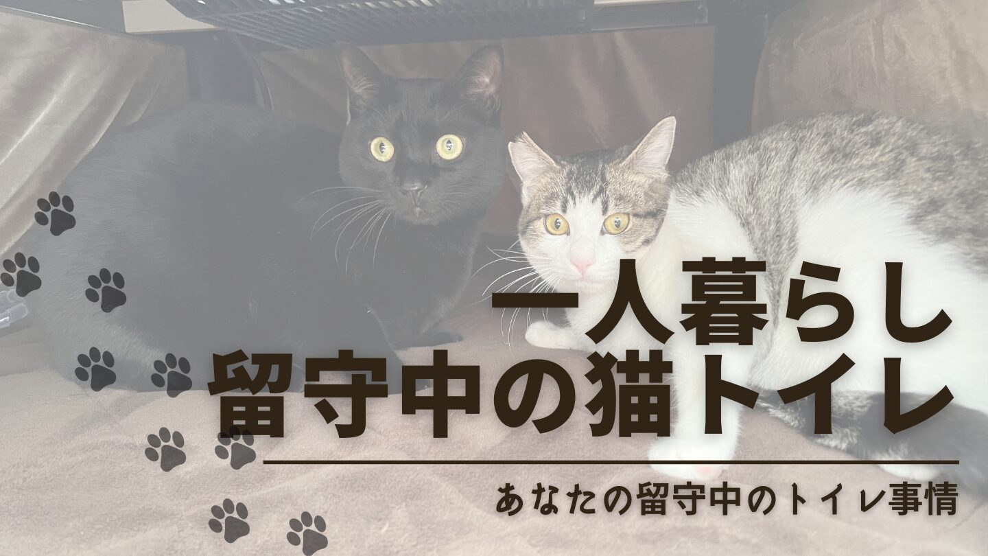 一人暮らしの留守中に猫のトイレは大丈夫？掃除できないリスクは自動トイレで解決！