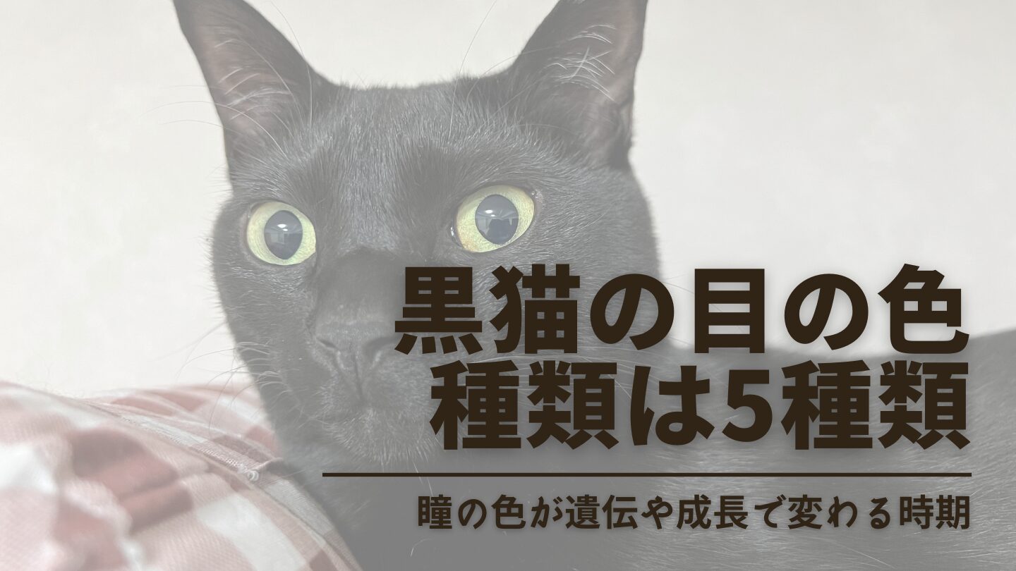 黒猫の目の色の種類は５つ！黄色/緑/ヘーゼル…瞳の色はいつ決まる？